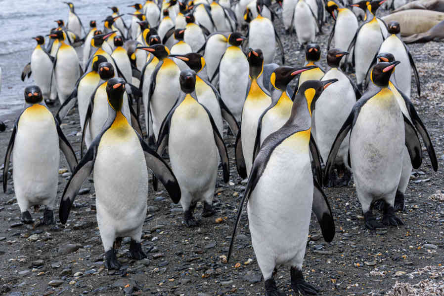 Pingüino Rey - islas Georgias del Sur 095.jpg